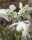 Bulbi ghiocei Galanthus Nivalis Flore Pleno 