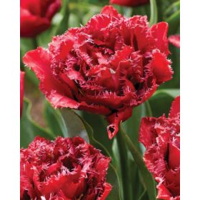 Bulbi lalele Cranberry Tristle (5 buc/pachet)