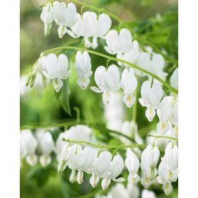 Cerceii Doamnei - Alb (1 buc/pachet)