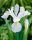 Bulbi Iris Hollandica White van Vliet