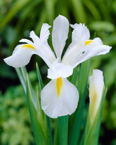 Bulbi Iris Hollandica White van Vliet