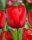 Bulbi lalele Red Impression 