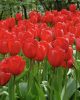 Bulbi lalele Red Impression 