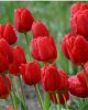 Bulbi lalele Red Impression 