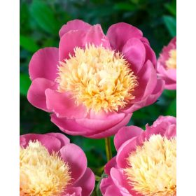 Bowl of Beauty (1 buc/pachet)