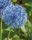 Ceapă decorativă Allium Caeruleum