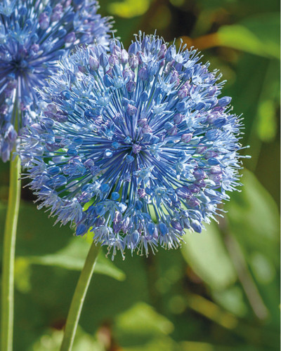 Ceapă decorativă Allium Caeruleum