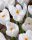 Bulbi crocus Ice Queen