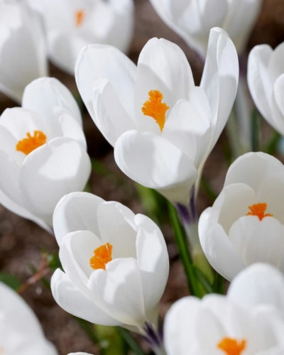 Bulbi crocus Ice Queen