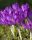 Bulbi crocus Ruby Giant 
