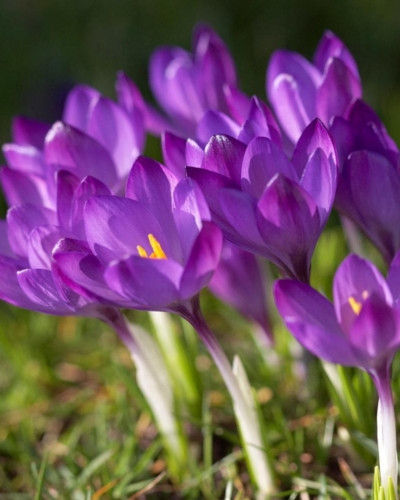 Bulbi crocus Ruby Giant 
