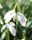 Bulbi ghiocei cu floare mare Galanthus Elwesii 