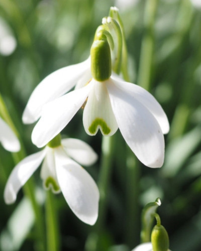 Bulbi ghiocei cu floare mare Galanthus Elwesii 