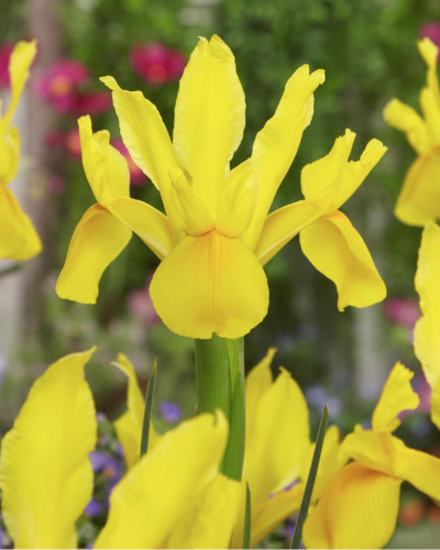 Bulbi Iris Hollandica Golden Harvest