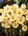 Bulbi crocus Cream Beauty 