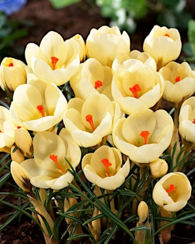 Bulbi crocus Cream Beauty 