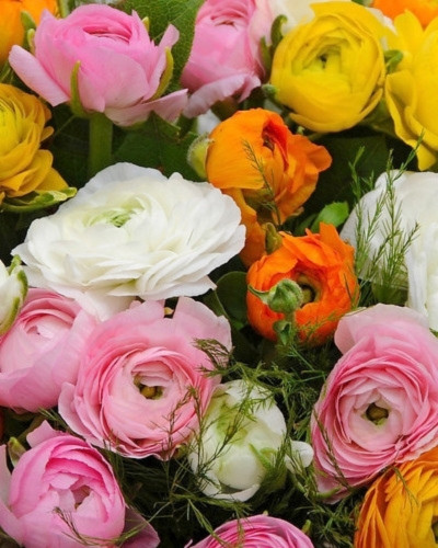 Piciorul cocoșului Ranunculus Asiaticus Aviv Mix 