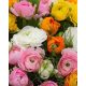 Vegyes Ázsiai Boglárka Ranunculus Asiaticus Aviv Mix (10 db/csomag)