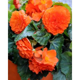 Begonie cu flori duble - portocaliu (3 buc/pachet)