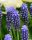 Zambilă struguraș Muscari Night Eyes