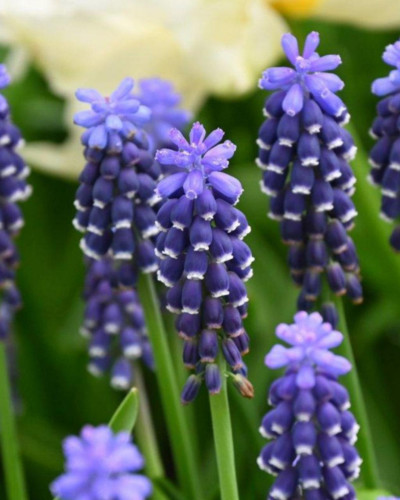 Zambilă struguraș Muscari Night Eyes