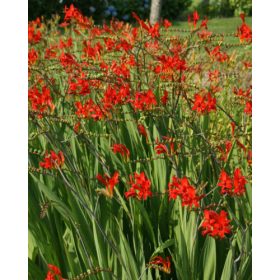 Montbretia ‘Lucifer’ (10 db/csomag)