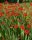 Montbretia ‘Lucifer’ (10 db/csomag)