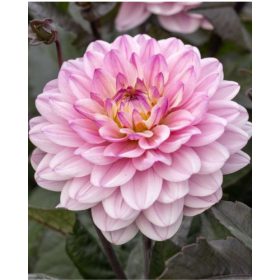 Dália ‘Melody Harmony’ (1 db/csomag)
