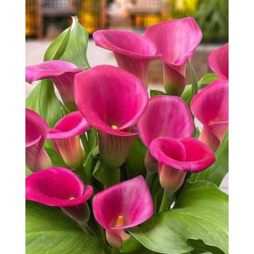 Cala ‘Pink Jewel’ (3 buc/pachet)