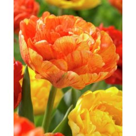 Bulbi lalele Sunlover (5 buc/pachet)