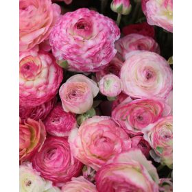   Piciorul Cocoșului Ranunculus Asiaticus Aviv Picotee Pink (10 buc/pachet)