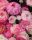 Ázsiai Boglárka Ranunculus Asiaticus Aviv Picotee Pink