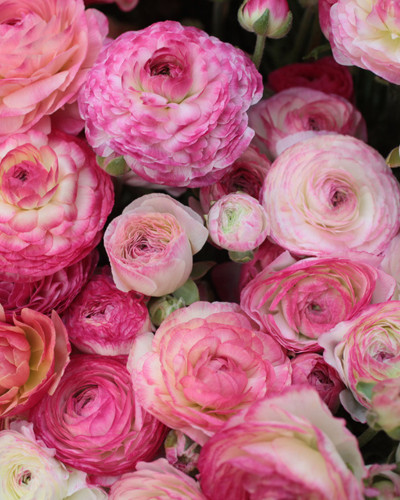 Ázsiai Boglárka Ranunculus Asiaticus Aviv Picotee Pink